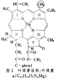 叶绿素合成成功(Lssdjt.com)