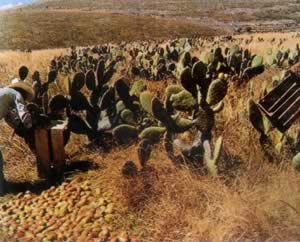 我国与墨西哥建立外交关系